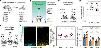 Combinatorial depletions of G-protein coupled receptor kinases in immune cells identify pleiotropic and cell type-specific functions